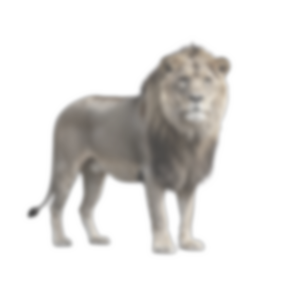 sub-TEST001 ses-imagrecon trial-008 object-lion adjusted